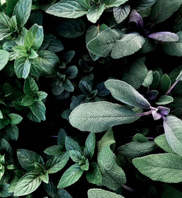 Feuilles de sauge et de menthe, évoquant la nature et l'apaisement